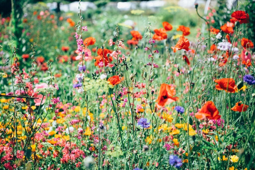 flowers in a garden